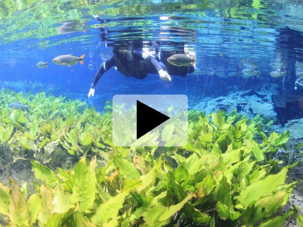 videos-aquario-natural3